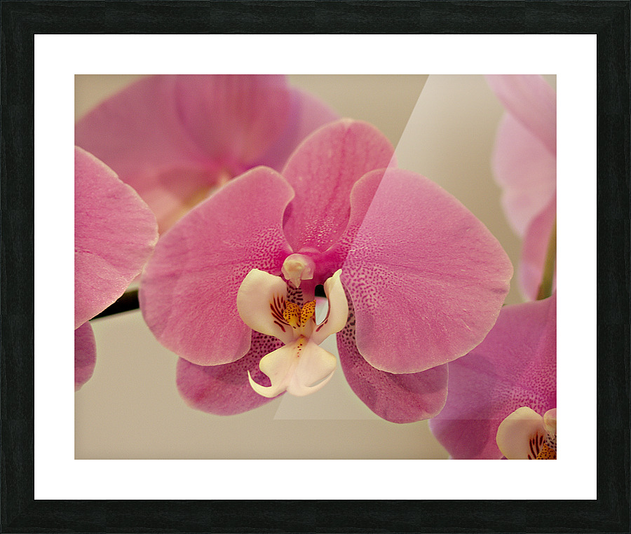 PinkOrchid Picture Frame print