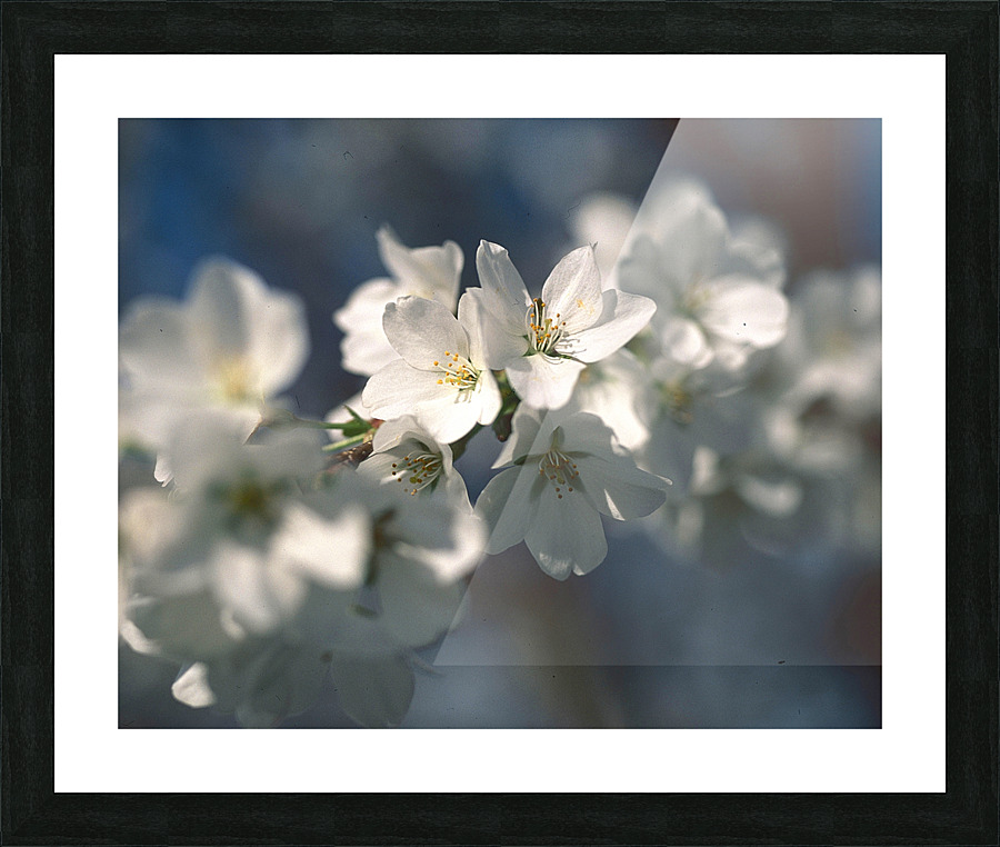 TreeInBloom Picture Frame print