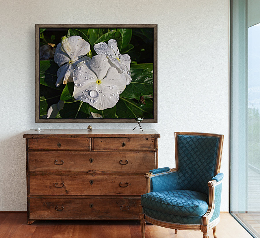 Vinca Reproduction