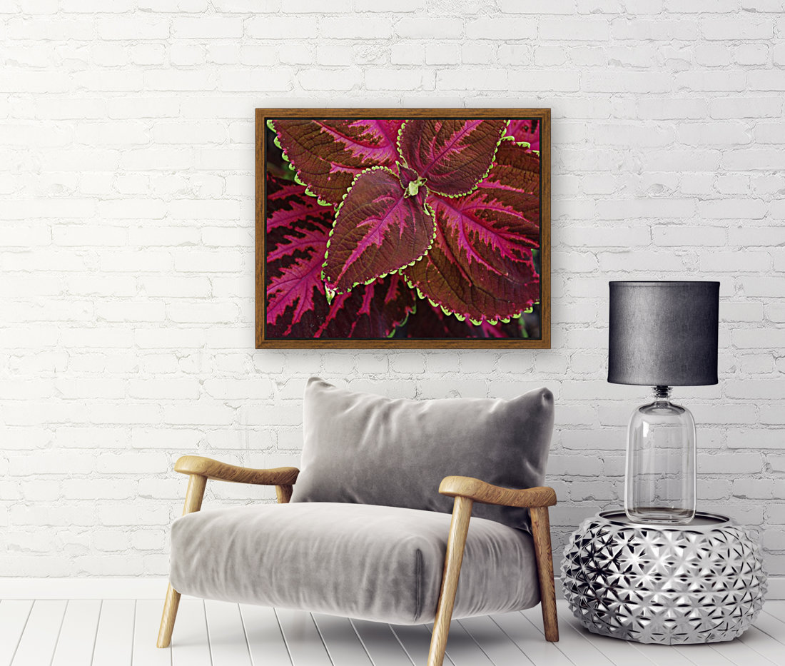 Coleus Reproduction