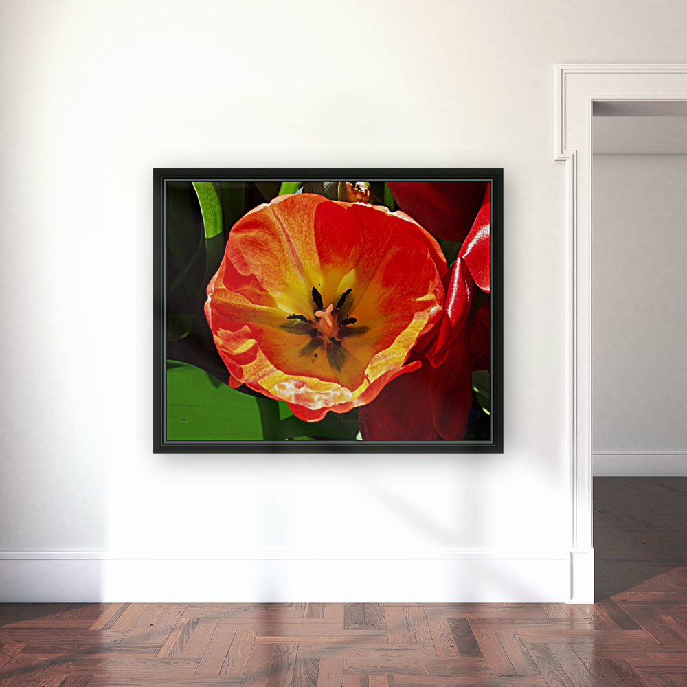 Poppy Reproduction