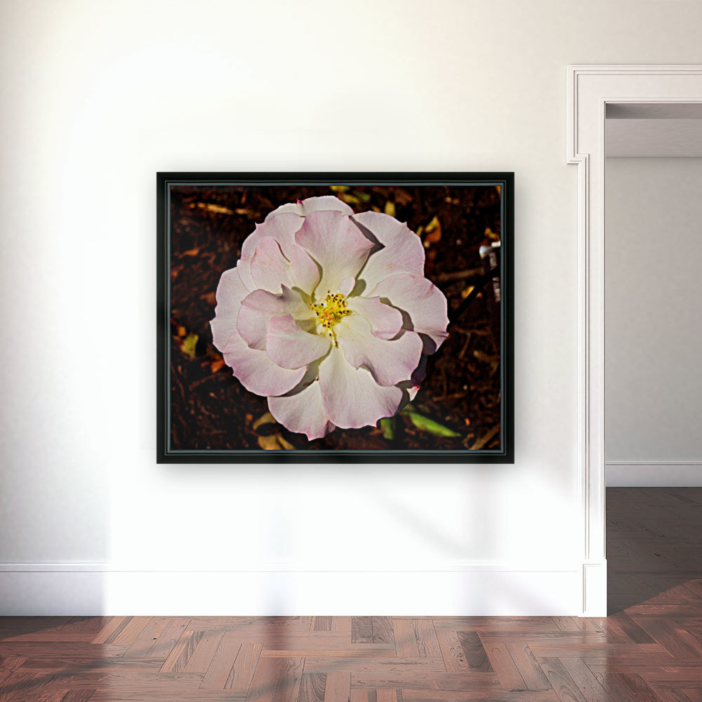 Pink Rose 2 Reproduction