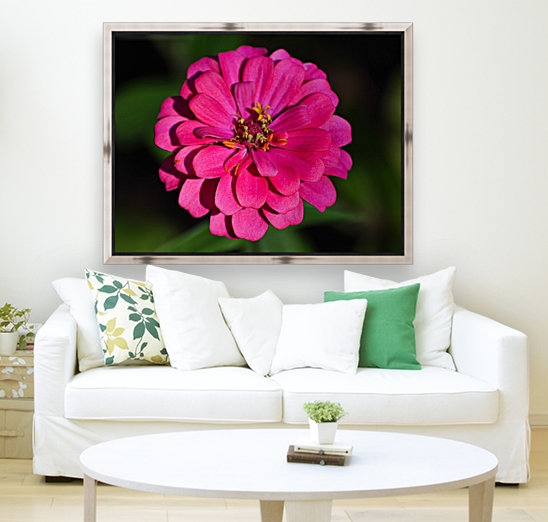 Zinnia Reproduction