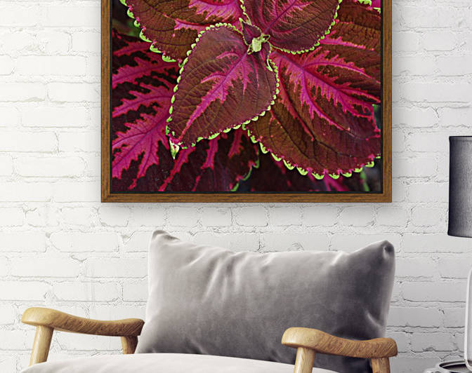 Coleus by Ed Madden