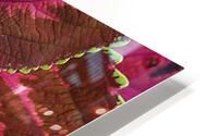 Coleus HD Metal print