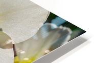 White Daffodil HD Metal print