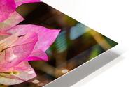 Bougainvillea HD Metal print