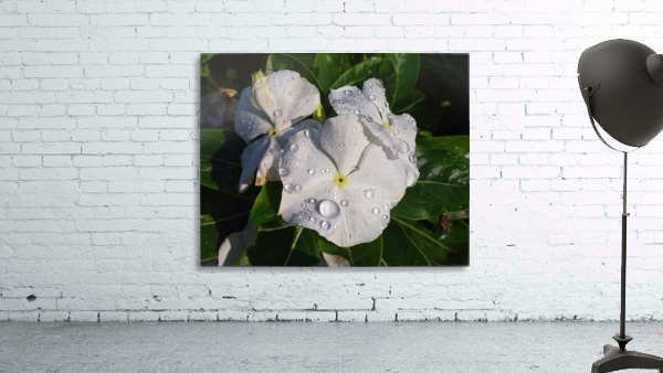 Vinca Wall Preview