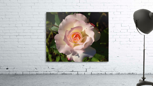 Pink Rose Wall Preview
