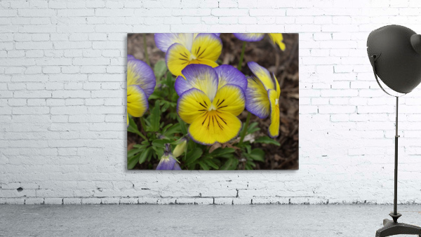 Pansy Wall Preview