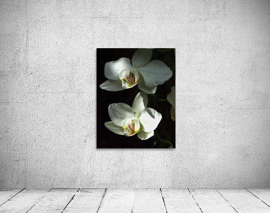 Orchids Wall Preview