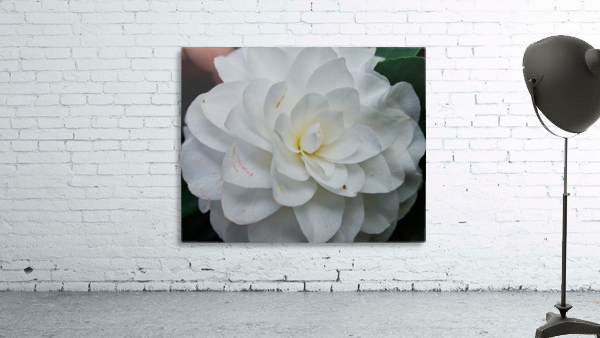 Camelia Wall Preview