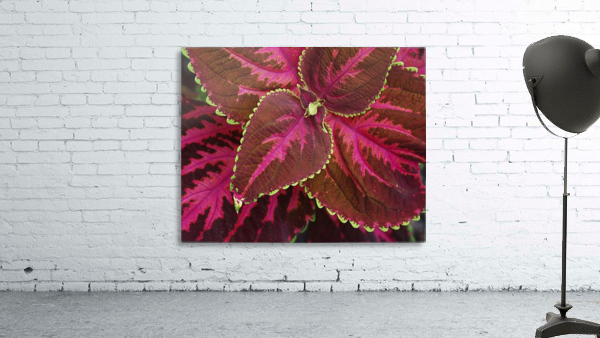 Coleus Wall Preview