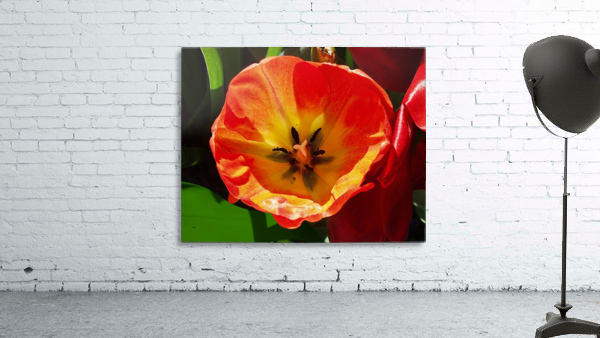 Poppy Wall Preview