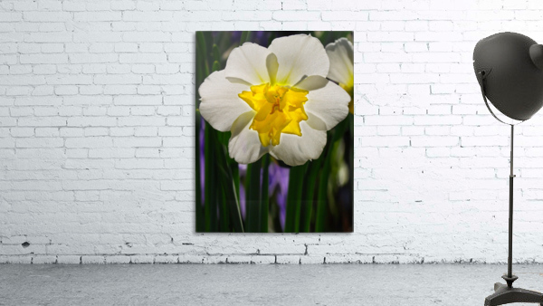 White Daffodil Wall Preview