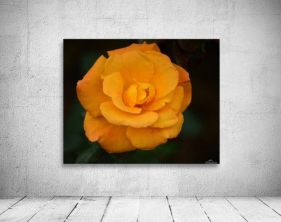 Orange Rose Wall Preview
