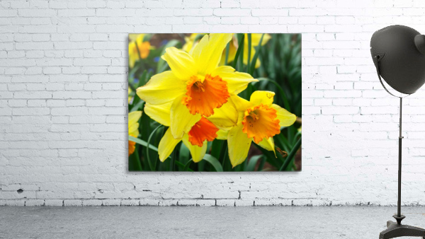 Daffodils Wall Preview