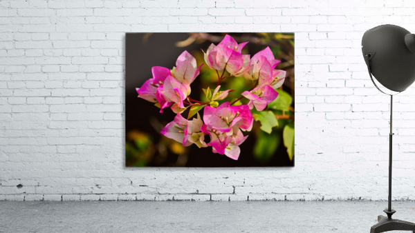 Bougainvillea Wall Preview