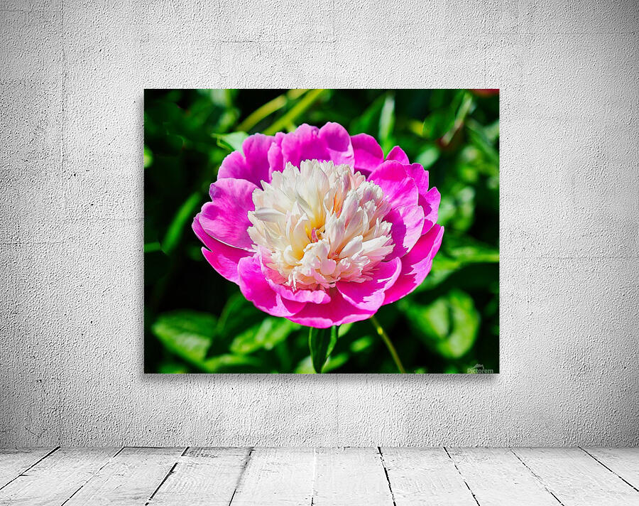 Peony Wall Preview