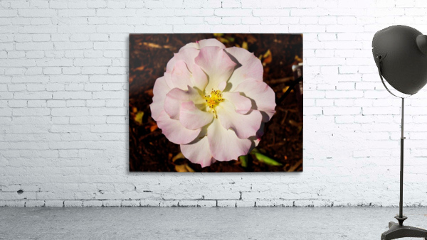 Pink Rose 2 Wall Preview
