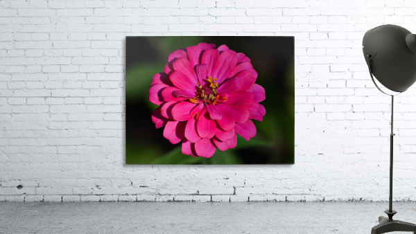 Zinnia Wall Preview