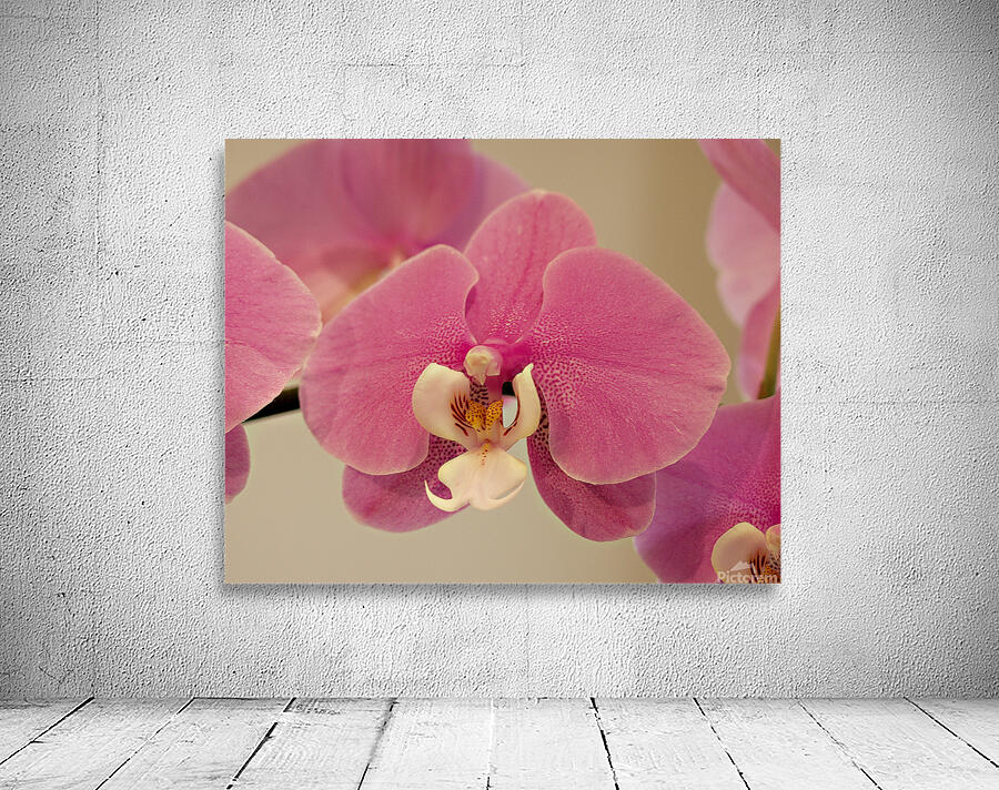 PinkOrchid Wall Preview