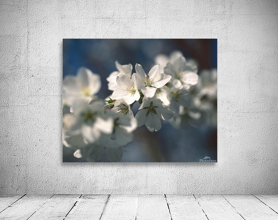 TreeInBloom Wall Preview