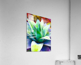 Succulent Dewdrop Acrylic Print
