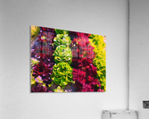 Lettuces Acrylic Print