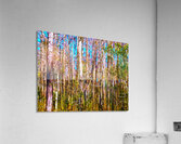 Florida Trees Acrylic Print