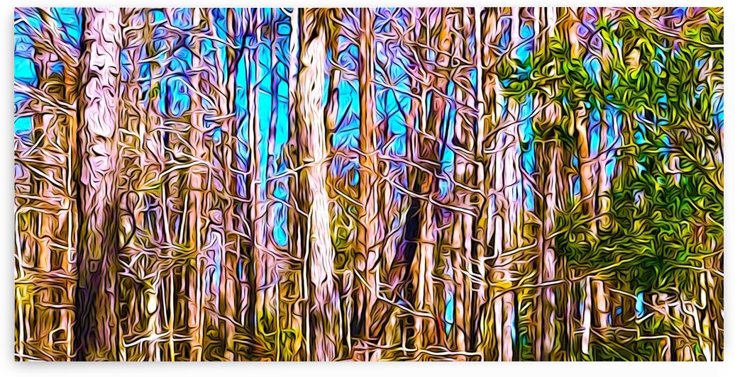 A Slice of Florida Trees by Impression Of Things