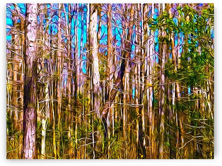 Florida Trees by Impression Of Things