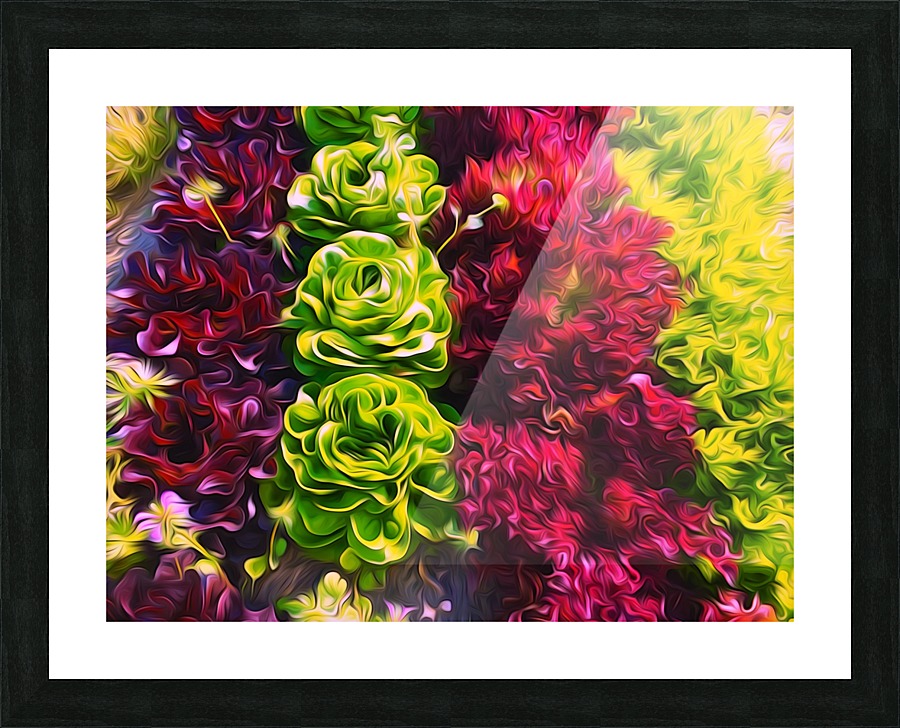 Lettuces Picture Frame print