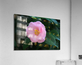 IMG 0552 Acrylic Print