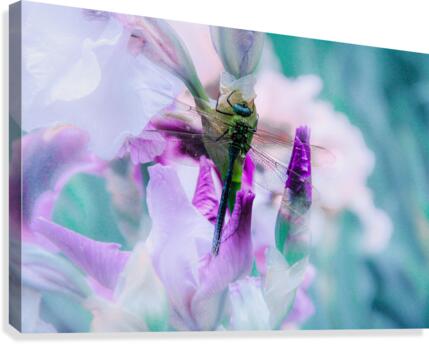 Libelulla Canvas Print