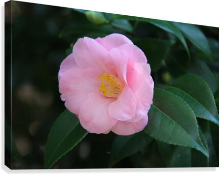 IMG 0552 Canvas Print