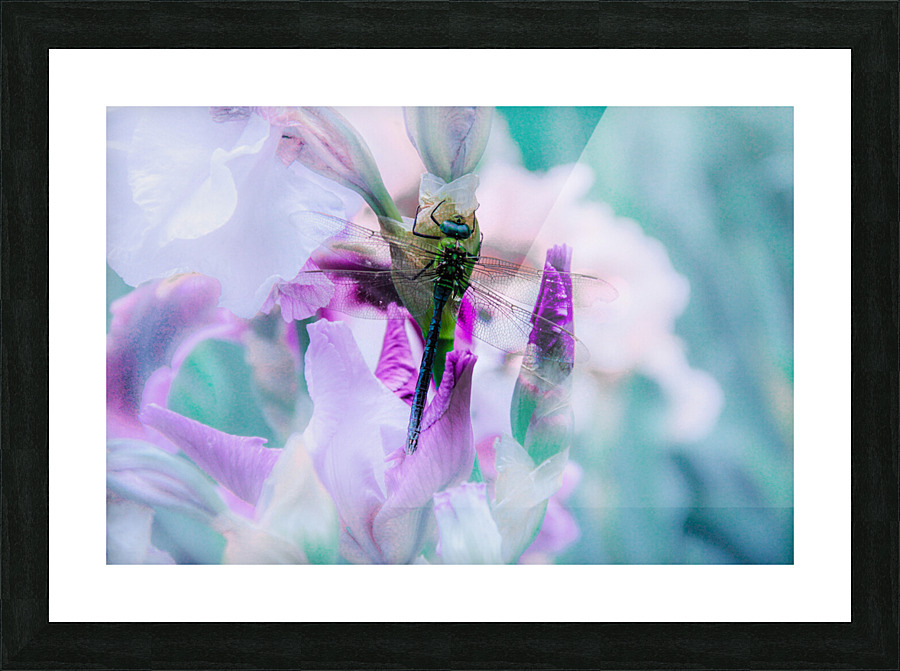 Libelulla Picture Frame print