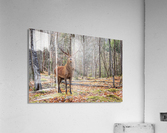 Red Deer Acrylic Print