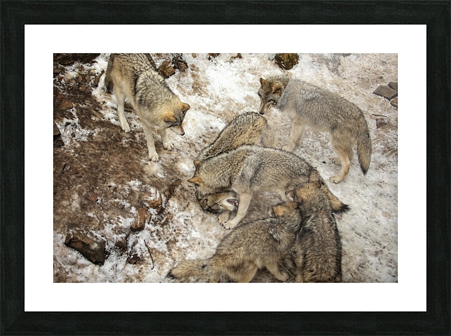 Sibling Rivalry Picture Frame print
