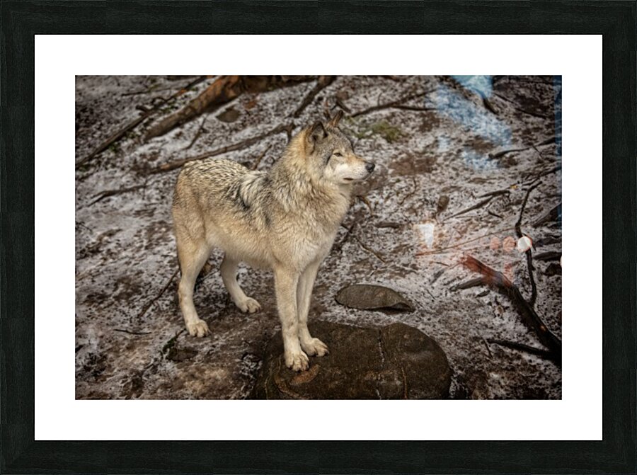 Grey Wolf Picture Frame print