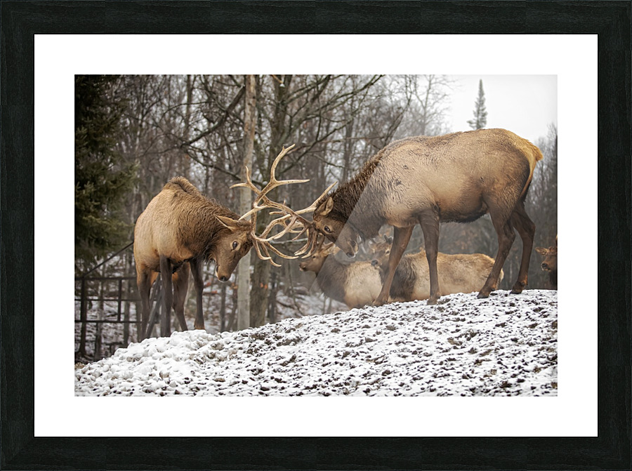 Elk Bucks Picture Frame print