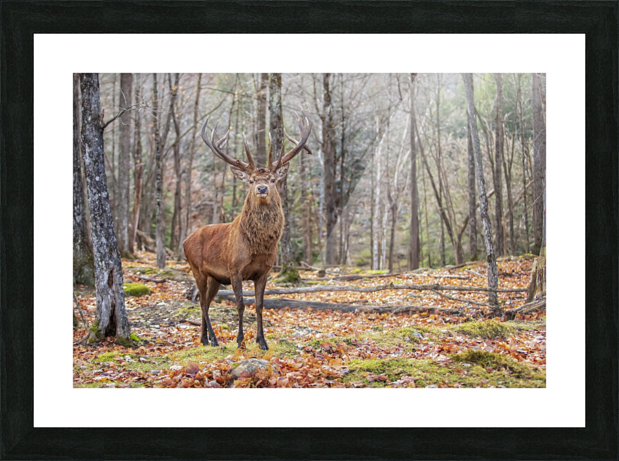 Red Deer Picture Frame print