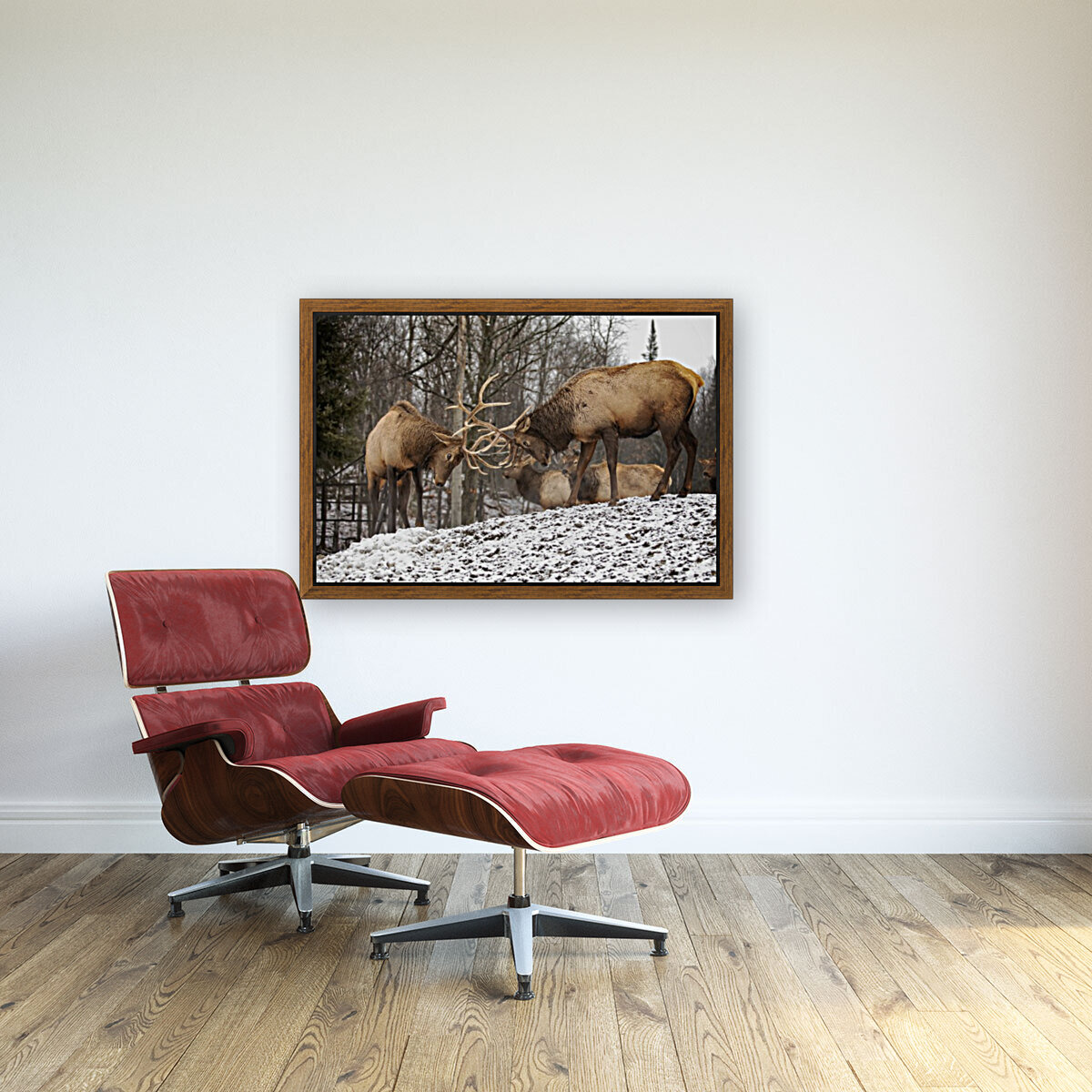 Elk Bucks Reproduction