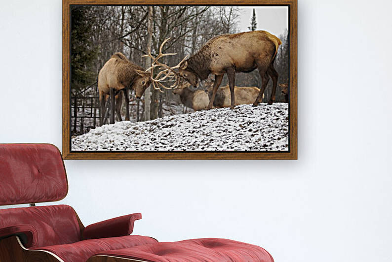 Elk Bucks by Eunice Gibb