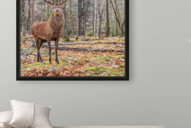 Red Deer by Eunice Gibb