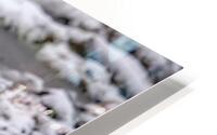 Sanglier HD Metal print