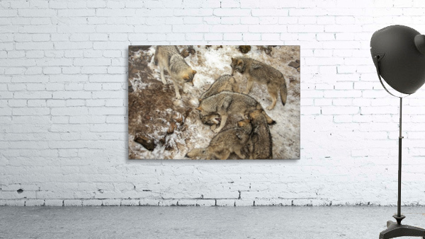 Sibling Rivalry Wall Preview
