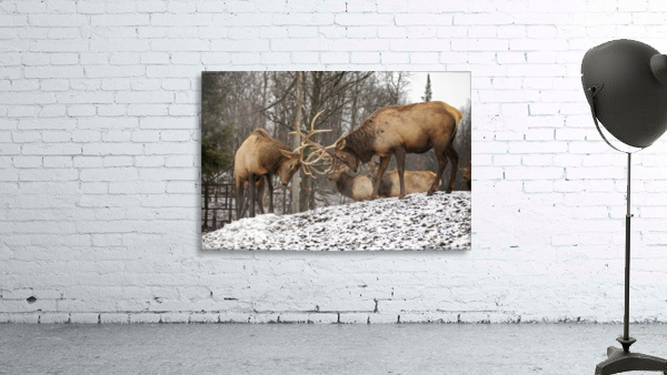Elk Bucks Wall Preview