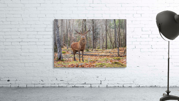 Red Deer Wall Preview