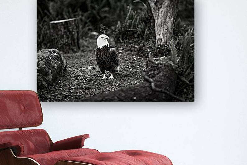 Monochrome Majesty: A Timeless Black and White Portrait of a Bald Eagle in Dense Woodland by Gabe Atkins